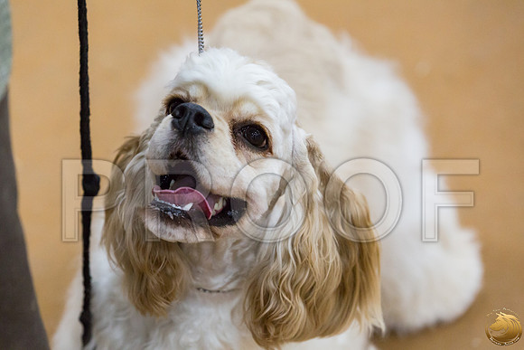 Cocker Spaniel ASCOB #8 SUN Joe Payne_JJJ_2874_GLNRSE19-HR3