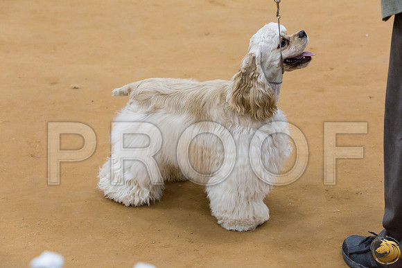 Cocker Spaniel ASCOB #8 SUN Joe Payne_JJJ_2875_GLNRSE19-HR3