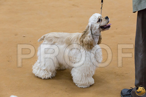 Cocker Spaniel ASCOB #8 SUN Joe Payne_JJJ_2876_GLNRSE19-HR3