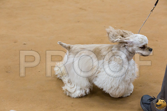 Cocker Spaniel ASCOB #8 SUN Joe Payne_JJJ_2877_GLNRSE19-HR3