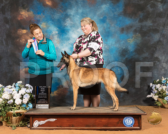 Belgian Shepherd #20 Sun BOW Maj Judge Joan Liebes_SSR_9464-GlnRse19-HR3