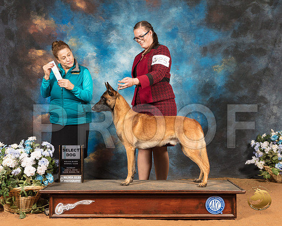 Belgian Shepherd #25 Sun SD Judge Joan Liebes_SSR_9460-GlnRse19-HR3