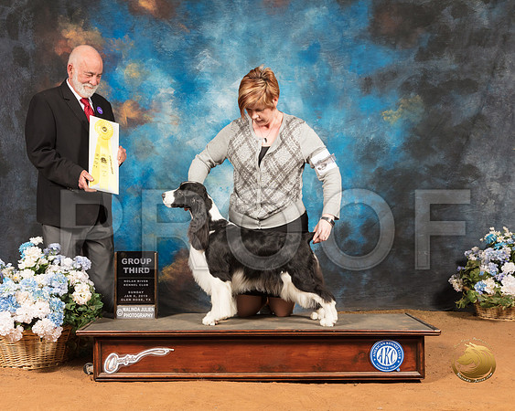 English Springer Spaniel #10 Sun  Judge Sam Houston McDonald_SSR_9578-GlnRse19-HR3