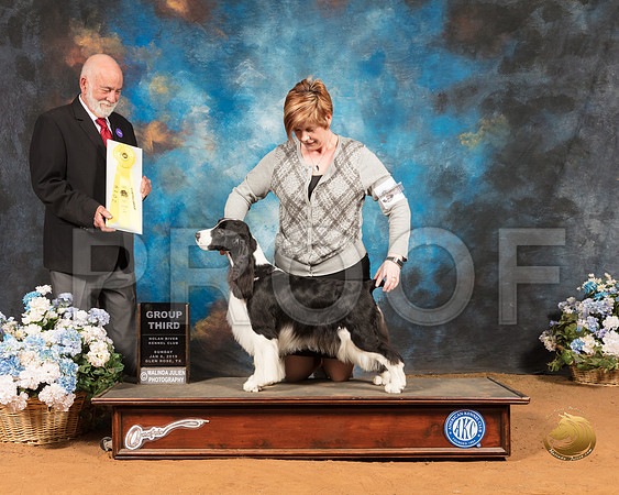 English Springer Spaniel #10 Sun  Judge Sam Houston McDonald_SSR_9580-GlnRse19-HR3