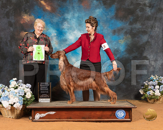 Irish Setter #6 Sun OHG2 Judge Sharon Ann Redmer_SSR_9606-GlnRse19-HR3