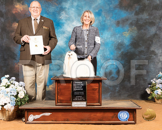 Maltese #5 OHG4 Judge Merle Taylor_SSR_9531-GlnRse19-HR3
