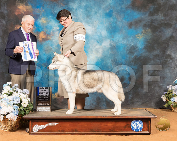 Siberian Husky #19 Sun Maj BOW Judge Robert Stein_SSR_9518-GlnRse19-HR3