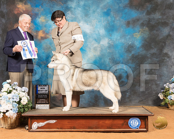 Siberian Husky #19 Sun Maj BOW Judge Robert Stein_SSR_9519-GlnRse19-HR3