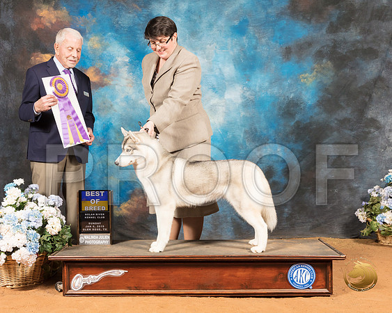 Siberian Husky #24 Sun BOB Judge Robert Stein_SSR_9524-GlnRse19-HR3
