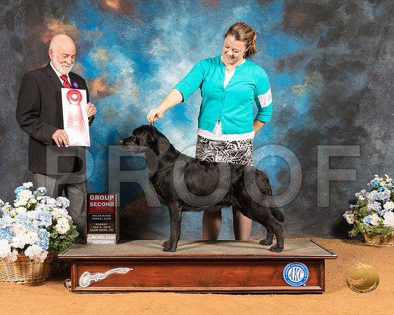 Labrador Retriever #74 Sun G2  Judge Sam Houston McDonald_SSR_9576-GlnRse19-HR3