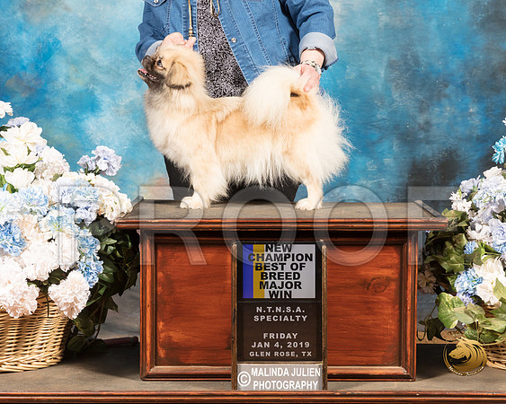 Tibetan Spaniel #12 Sun_SSR_9513-GlnRse19-HR3