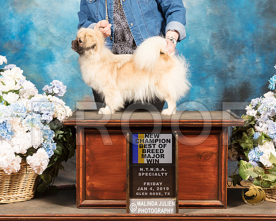 Tibetan Spaniel #12 Sun_SSR_9514-GlnRse19-HR3