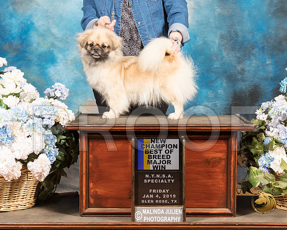 Tibetan Spaniel #12 Sun_SSR_9516-GlnRse19-HR3