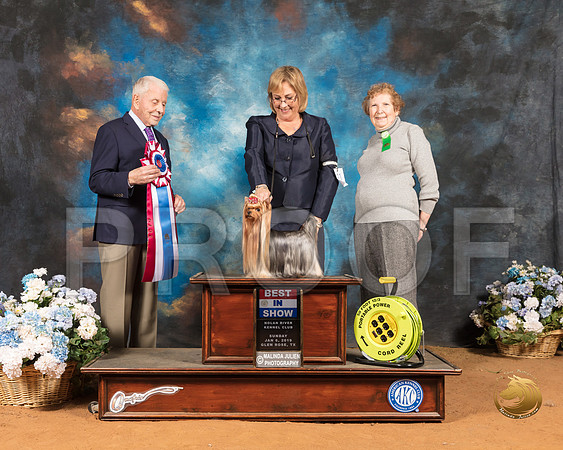 Yorkshire Terrier #21 Sun BIS Judge Robert Stein_SSR_9626-GlnRse19-HR3