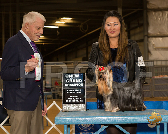 Yorkshire Terrier #5 Sun NGrCh Judge Robert Stein__CL_4055-GlnRse19-HR3
