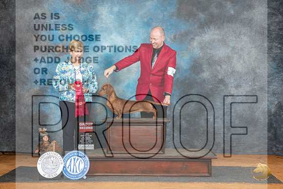 Dachshund Smooth #16 Sat G2 Judge Karen Hynek__JP_8113_MARSHALL_2024_HR3