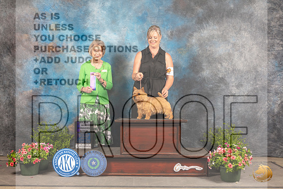 Norwich Terrier #8 Sun WB Judge Anne Bolus_MJ_1574_SA_2022_HR3