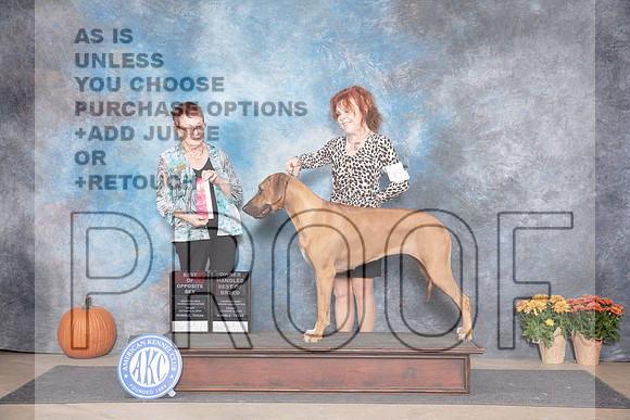 Rhodesian Ridgeback #6 Fri OHBOBBOS Judge Ann Meyer__JP_8300_Humble_2024_HR3