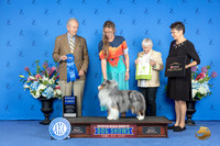 Shetland Sheepdog #23 SAT G1 Judge James Moses