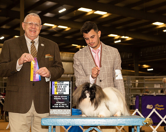 Pekingese #6 Sun BOB Maj NCh Judge Merle Taylor-_CL_4047e-HR3