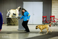 Bullmastiff Sat Ring