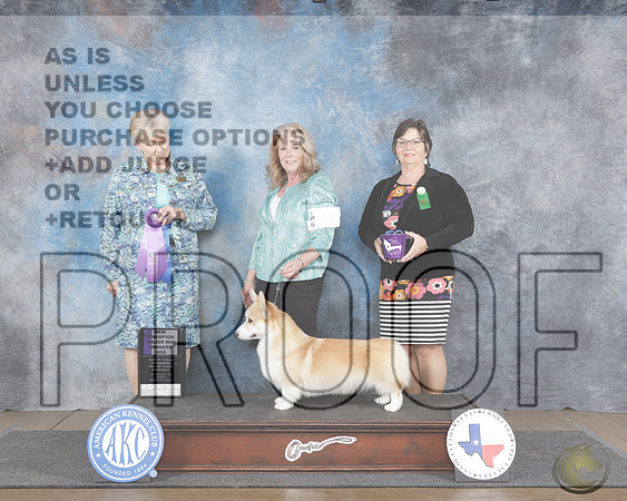 Pembroke Welsh Corgi #47 Fri WD M NCH Judge Tammy Johnston_WP_8654-Ft Worth Specialties 2025-HR3