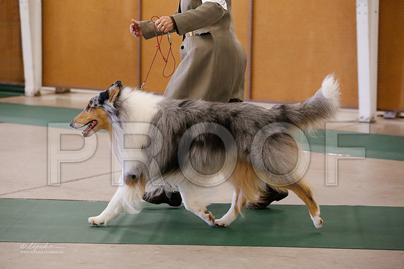 Collie-9428-NormNov13-HR