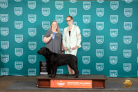 Labrador Retriever #378 1st Fri Malinda Julien