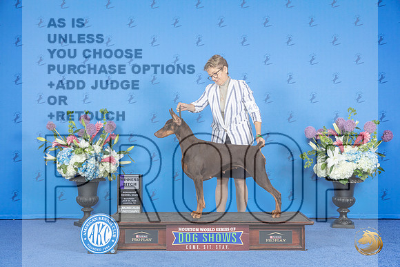 Doberman #42 SAT WB Judge Jon Cole__JP_9898_Houston_2024_HR3