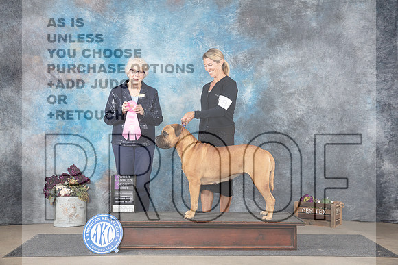 Bullmastiff #8 Sun OHG1 Judge Sulie Greendale-Paveza__JP_7993_Belton_2024_HR3