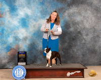 Boston Terrier #9 Sun BOB Judge Peggy McIlwaine r