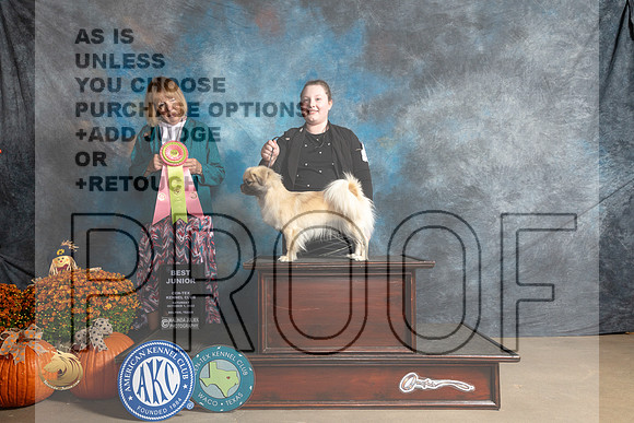 Tibetan Spaniel #J400 Sat BJr Judge Shelley Hennessey_MJ_5788_Belton_2022_HR3