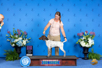 German Shorthaired Pointer #30 THUR BP G1 Judge Terri Burrows
