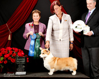 #9 Best Puppy in Specialty ROBIN FINLEY AND DEB SHINDLE Judge Theresa Maddox