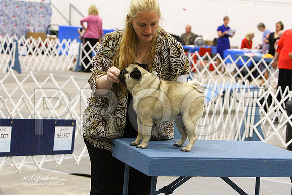 Pug-9349LR