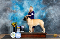 Mastiff #10 Fri WBBOB Judge Rick Gschwender