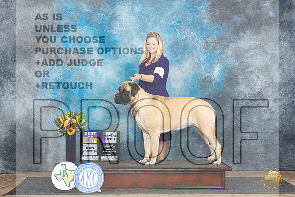 Mastiff #10 Fri WBBOB Judge Rick Gschwender__JP_9363_Abilene_2024_HR3