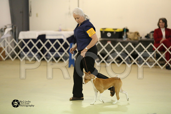 Basenji-0383-HtoJan14-HR
