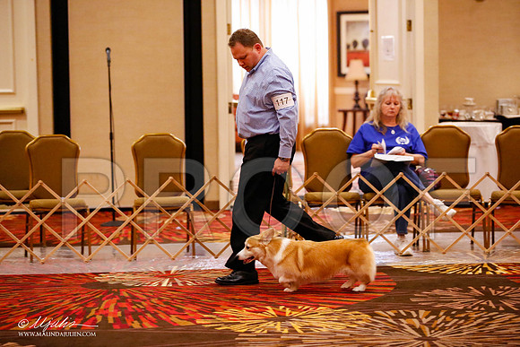_JJ_1510-HstnCorgiFeb2015-HR3