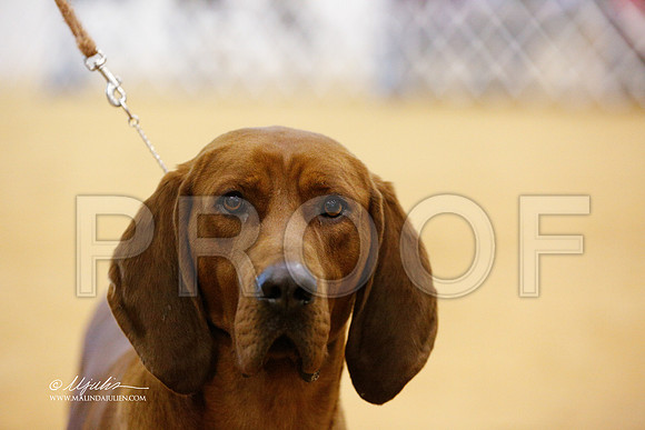 HoundGrp-1521-GRJan14-HR