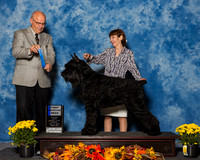 Giant Schnauzers #21 Sun 1st AB Henson Larson Jackie Y Judge Mr Gary L Andersen