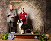 Australian Shepherd #14 Sat Judge Col Joe Purkhiser