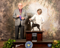 Boston Terrier #8 Sat WB Maj NCh Judge Col Purkhiser