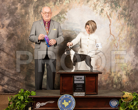 Boston Terrier #8 Sat WB Maj NCh Judge Col Purkhiser_SSR_0279-TXRKNA2019-HR3