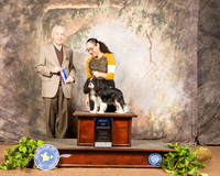 Cavalier King Charles Spaniel #5 Sat Judge Roger Hartinger