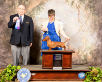 Dachshund #5 Sat WD Judge Dr Donald Gill