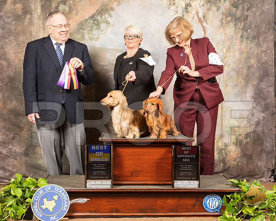 Dachshund Long Coat #7 #12 Sat BOB BOS Judge Dr Donald Gill_SSR_0359-TXRKNA2019-HR3