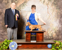 Dachshund Wire #15 Sat BOB Judge Dr Donald Gill