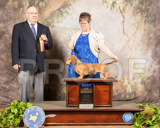 Dachshund Wire #15 Sat BOB Judge Dr Donald Gill_SSR_0364-TXRKNA2019-HR3