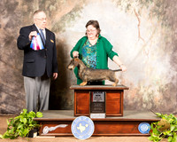 Dachshund Wire #20 Sat BOW Maj Judge Dr Donald Gill